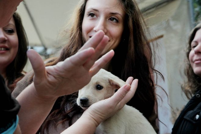 Kräftige Strafen für Tierschänder in Griechenland