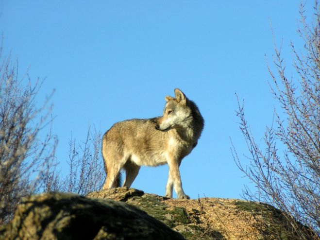 Nach 50 Jahren wieder Wölfe nahe Athen gesichtet