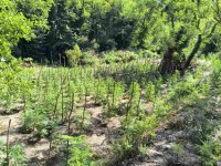 Unser Foto (© Pressestelle der griechischen Polizei) zeigt eine Hanf-Plantage in Lakonien auf der Peloponnes.