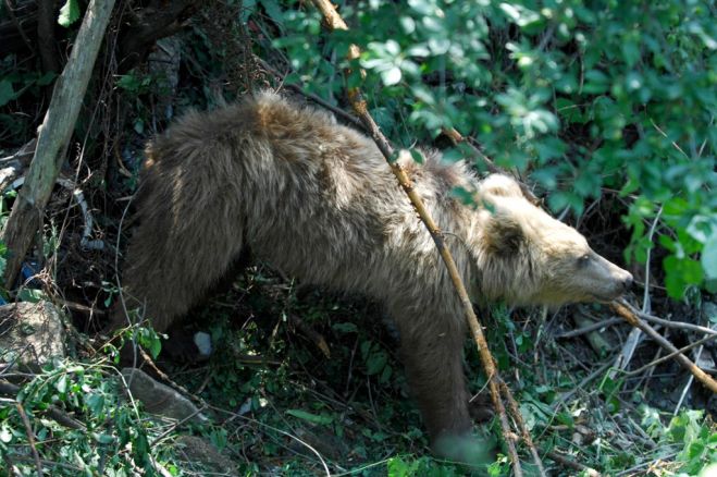 Angeschossener junger Bär in Griechenland in Tierklinik eingeliefert