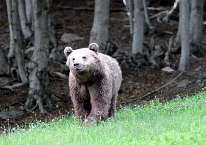 Braunbärenbestand in Griechenland nimmt wieder zu