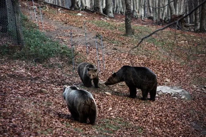 Braunbären in Griechenland erwachen aus dem Winterschlaf