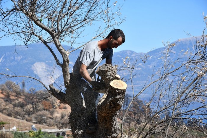 Foto (© Griechenland Journal / Jan Hübel): Der Garten-Experte Apostolos Rigas beim Baumschnitt.