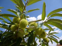 Info rund um die Kastanie in Agios Petros auf der Peloponnes