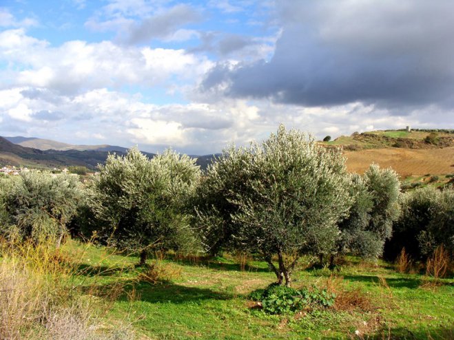 Die fruchtbare Landschaft der Insel Kreta (Foto: GZms).