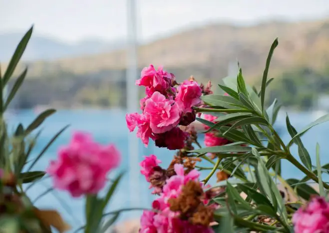 Unser Archivfoto (© Griechenland Zeitung / Louisa Bayer)