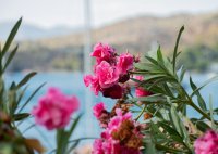 Unser Archivfoto (© Griechenland Zeitung / Louisa Bayer)