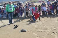 Grüne Meeresschildkröte in Griechenland in die Freiheit entlassen