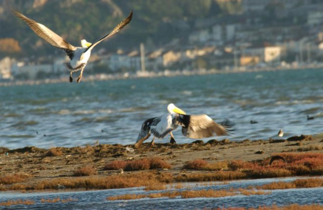 Unser Archivfoto (© Eurokinissi) zeigt Pelikane in der Argolis auf der Peloponnes.