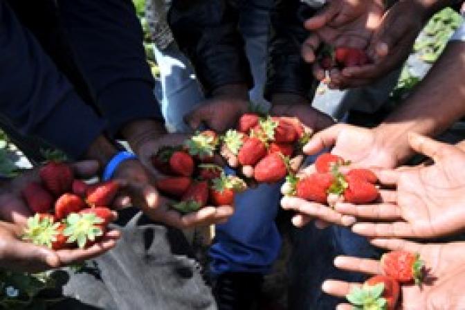 Griechische Erdbeerproduktion nach blutigem Zwischenfall in Gefahr