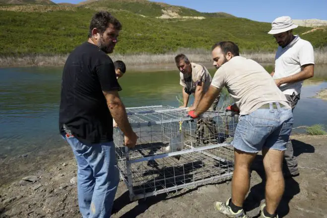 Griechenland: Krokodiljäger Behra wieder auf Kreta erwartet