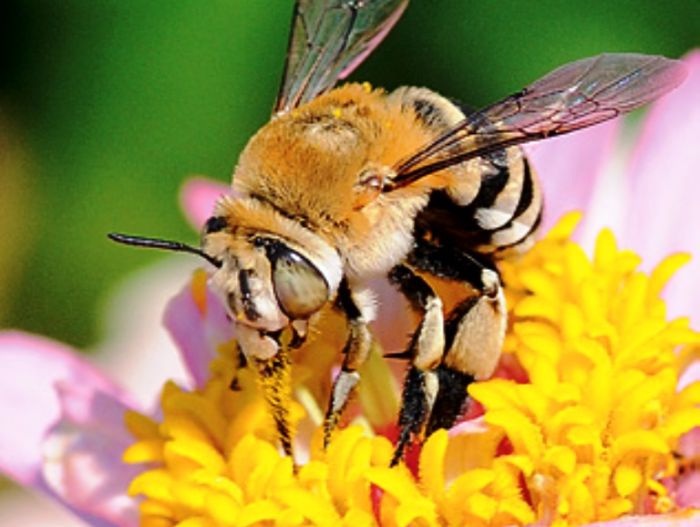 Kretischer Honig mit geschützter Herkunftsbezeichnung