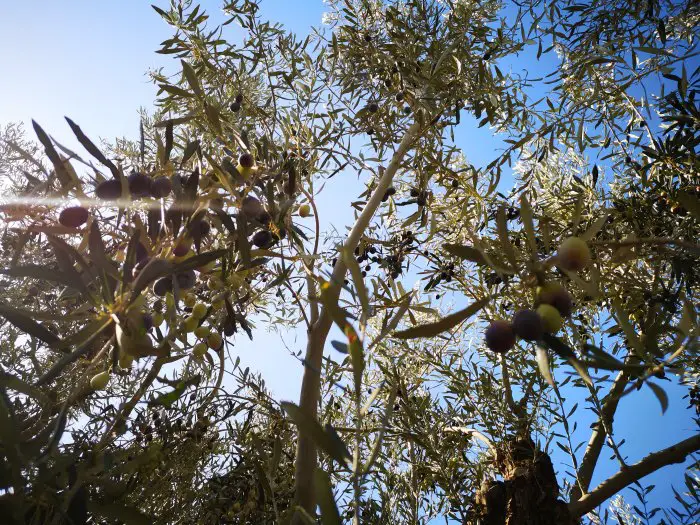 Ein Themenpark rund um die Olive in Astros