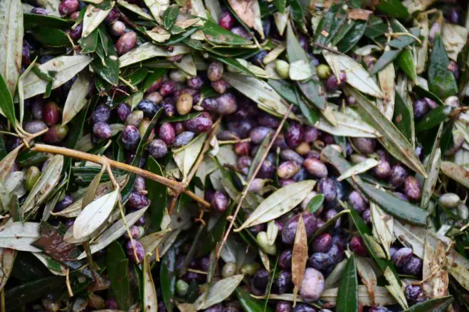 Unser Archivfoto (© Griechenland Zeitung / Jan Hübel)