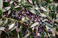 Unser Archivfoto (© Griechenland Zeitung / Jan Hübel)