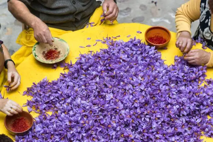 Die violette Wunderblüte Griechenlands
