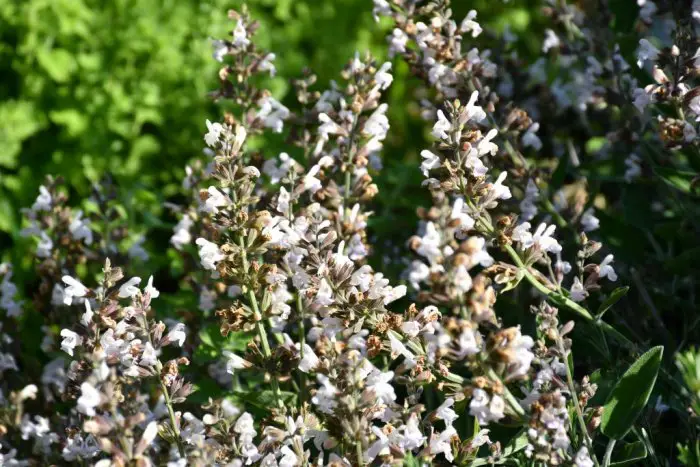 Unser Archivfoto (© Griechenland Zeitung / Jan Hübel)