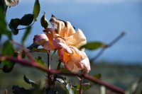 Archivfoto (© Griechenland Zeitung / jh)