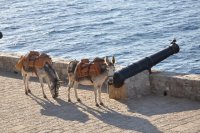 Archivfoto (© Griechenland Zeitung / Rebecca Hürter)