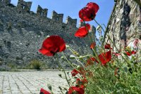 Unser Foto von Eurokinissi zeigt die Mohnblumen auf der Burg von Nafplio. 