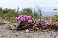 Der Sieg der Natur