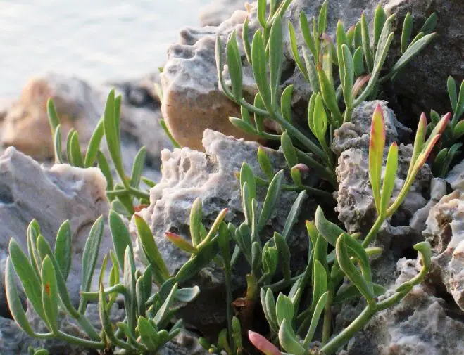 Der Meerfenchel ‒ Crithmum maritimum ‒ (το) κρίταμο (krítamo), altgr. (τό) κρίϑμον, κρῆθμον (kríthmon, kréthmon)