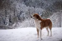 Unser Archivfoto (© Eurokinissi) entstand auf den Bergen Griechenlands.