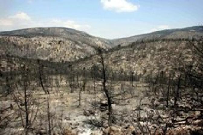 Waldbrände im Nationalpark „Parnitha“ noch immer nicht vollständig gelöscht