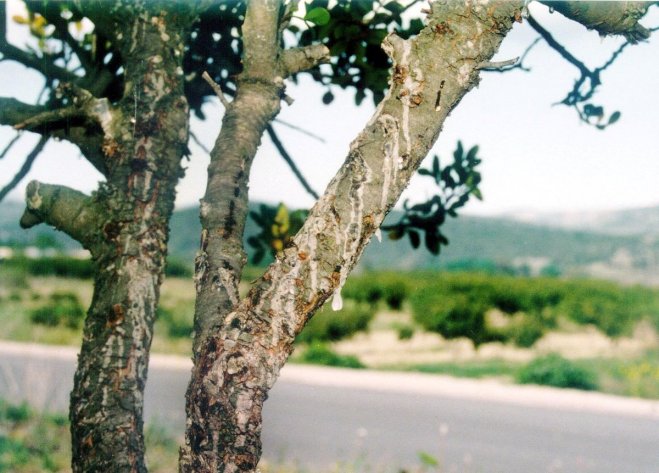 Der Mastix-Baum mit seinen Tränen ((© Eurokinissi).