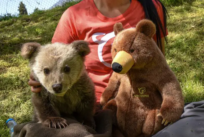 Unser Archivfoto (© Eurokinissi) entstand im April 2018. Abgebildet ist Bärenbaby Luigi.