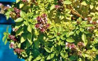 Unser Foto © Waltraud Alberti zeigt das königliche Kraut: Basilikum – Ocimum basilicum – (ο) βασιλικός (vassilikós); altgr. (τό) ὤκιμον (ókimon)
