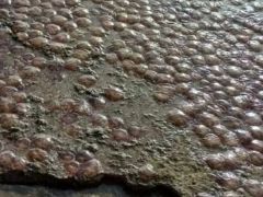 (Foto: fanis_spanos)