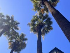 Sonne über dem Nationalgarten von Athen (Foto © Svea Mauersberger)