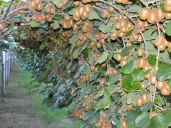 Foto (© Alfa-Greekfruits): Kiwi aus Griechenland.