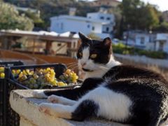 Foto (© syroscats.com)