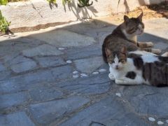 Unbesorgtes Beieinander: zwei Katzen und eine Schlange am Mittag. (Foto: GZlg)