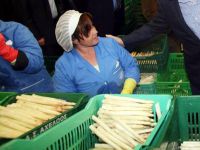 Spargel wird hauptsächlich nach Deutschland exportiert. (Foto: ek/Archiv)