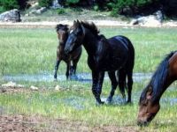 Unser Beispielfoto (© Eurokinissi) zeigt Wildpferde in Griechenland.