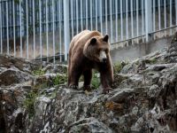 Foto (©ek / Archiv): Ein Braunbär im Tiergarten von Thessaloniki.