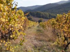 Landschaft in der Region Imathia (Foto: ©Eurokinissi)