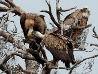 Die Tierwelt findet langsam wieder zu ihrem natürlichen Alltagsrhythmus zurück. (Foto: ek/Archiv)