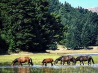 Wildpferde grasen in Frieden (© Eurokinissi).