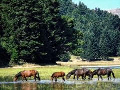 Wildpferde grasen in Frieden (© Eurokinissi).