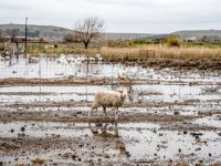 Unser Foto (© Eurokinissi) entstand nach den Überschwemmungen auf der Insel Limnos Ende 2024.