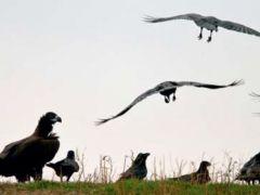 Foto: (© wwf.gr)