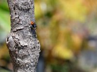 Unser illustrierendes Foto (© Griechenland Zeitung / Jan Hübel) entstand auf der Peloponnes. Es handelt sich hier um eine andere Spinnenart als im Text angegeben; das Foto dient zur Illustration dieses Beitrages.