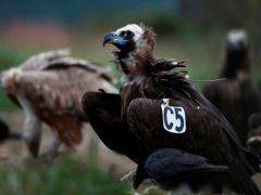 Unser Archivfoto (© Eurokinissi) zeigt Mönchsgeier im nordgriechischen Nationalpark Dadia-Lefkimmi-Soufli.