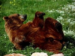 Unser Foto (© Eurokinissi) von einem Braunbär entstand im Attica Zoological Park.
