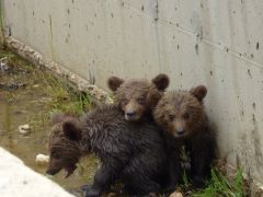 Unser Foto (© Eurokinissi) zeigt die drei in der vorigen Woche von Tierschützern gerettete jungen Bären.  