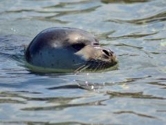 Beispielfoto (© Eurokinissi)